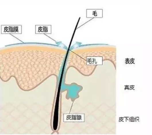 皮肤角质层的表面有一层由皮脂腺里分泌出来的皮脂,角质细胞产生的