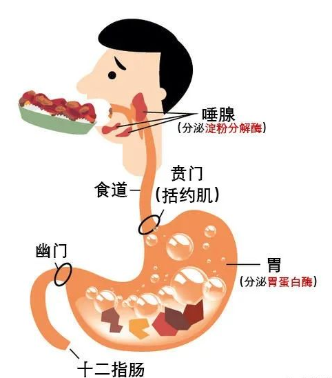 所以说,富含多种营养元素的酵素,可以调节机理,补充营养,守护肠胃,为
