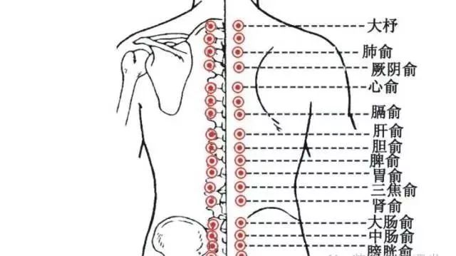 2,背俞穴——温补脏腑