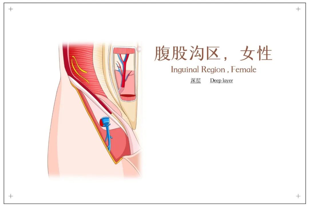 腹股沟淋巴生理结构图 腹股沟淋巴位于大腿与腹腔链接处,而在我们